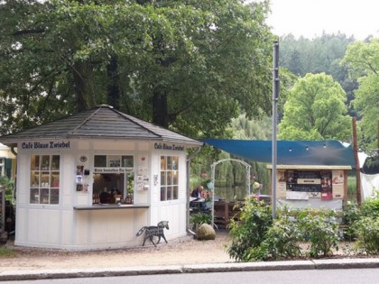 Foto: Blaue Zwiebel